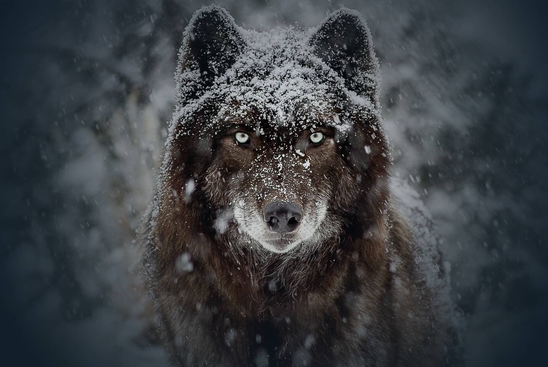 wolf